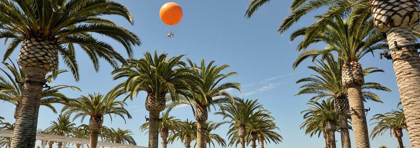 Great Park palm tree tops